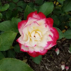 Meet your Posher, Elvis pelaez